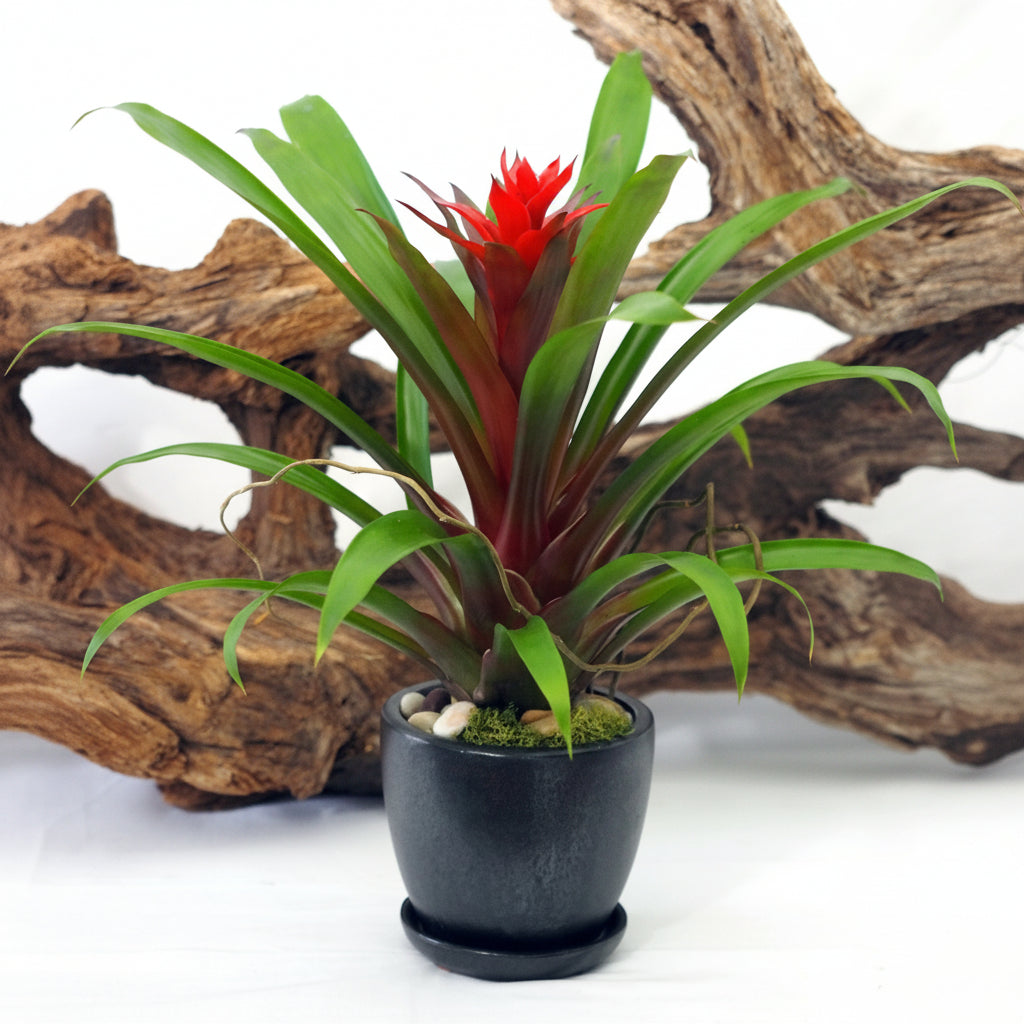 Potted plant with red center and green leaves against a white background