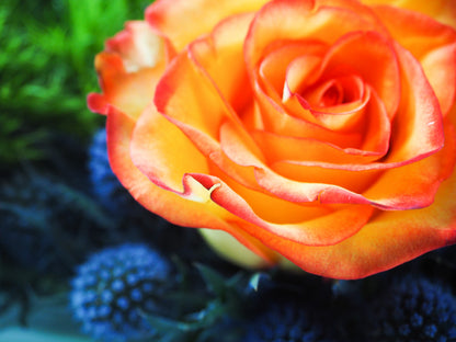 Close-up of a vibrant orange rose with blurred green and blue background
