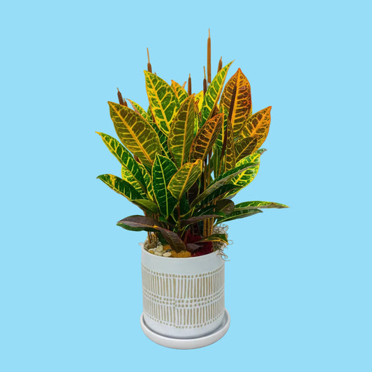 Potted plant with green and orange leaves on a white background